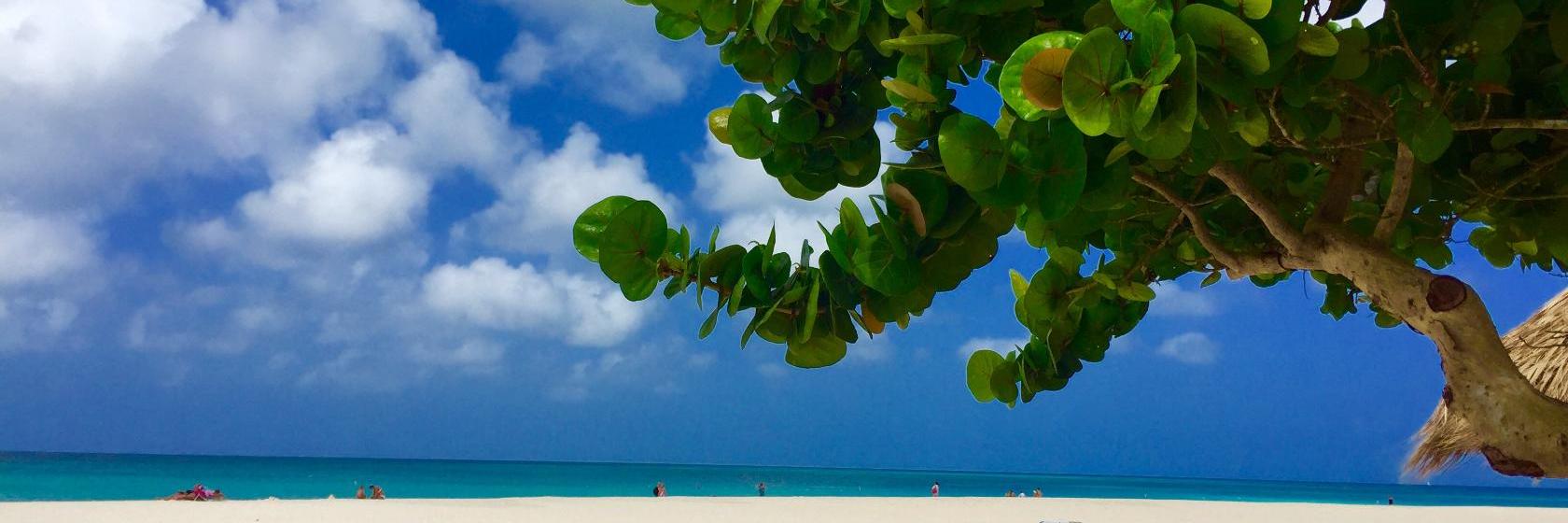 Download Divi aruba phoenix beach resort villa 1 quarto suite a beira mar For iPhone