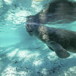 The 10 best hotels & places to stay in St. George Island ...