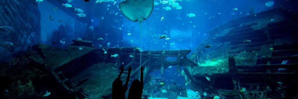 65 Desain Aquarium Bertingkat Gratis Terbaru