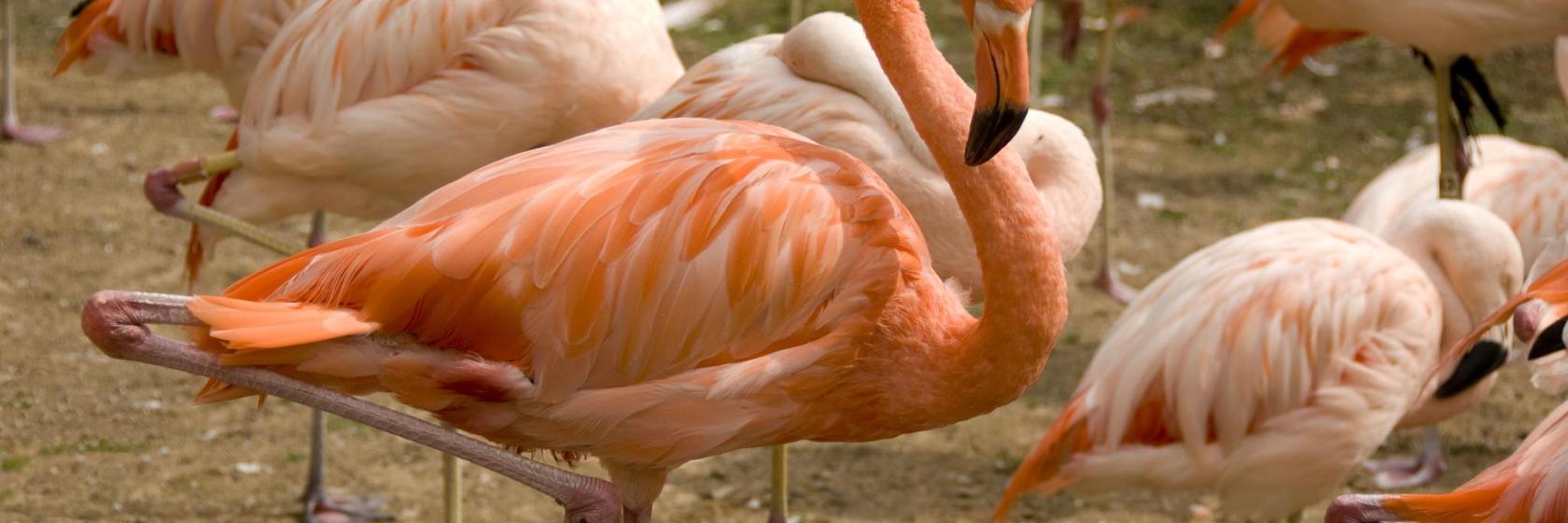 The 10 Best Hotels Near Henry Doorly Zoo In Omaha United States