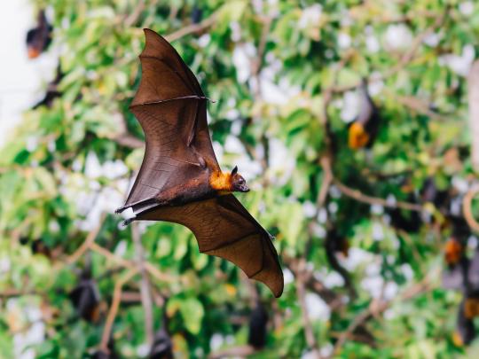 Best Places in the World to See Bats | Booking.com