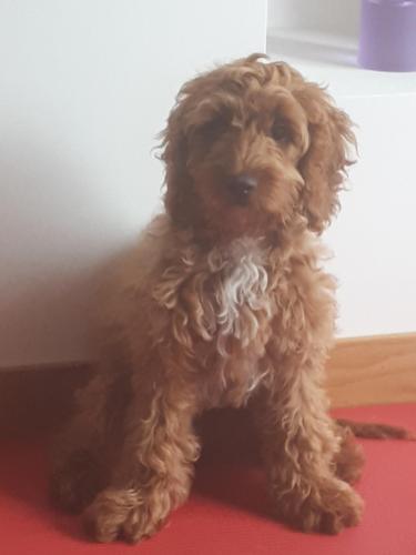 Teddy, the resident Cockapoo