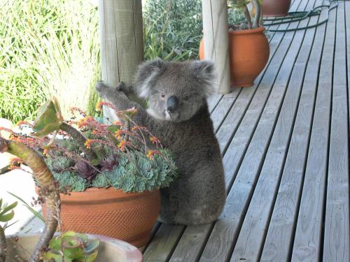 A local resident