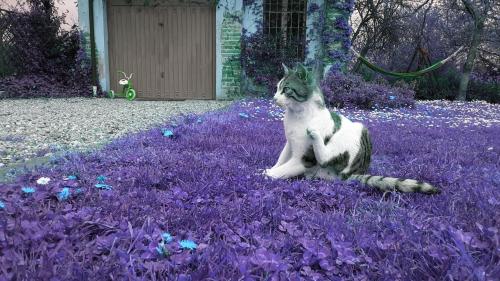 A house cat