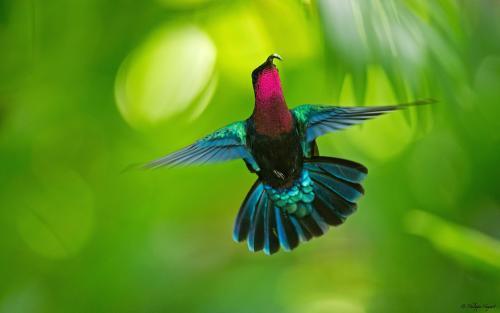 Colibris madère ... Le patron !
