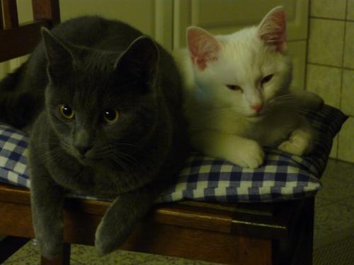Mickey en Spooky